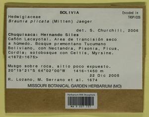 Braunia plicata (Mitt.) A. Jaeger, Гербарий мохообразных, Мхи - Америка (BAm) (Боливия)