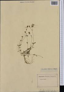 Silene vulgaris subsp. prostrata (Gaudin) Schinz & Thell., Западная Европа (EUR) (Неизвестно)