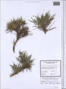 Astragalus lalesarensis Bornm., Зарубежная Азия (ASIA) (Иран)