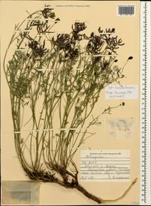 Астрагал ненадежный Lipsky, Кавказ, Северная Осетия, Ингушетия и Чечня (K1c) (Россия)