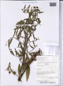 Byttneria filipes Mart. ex K. Schum., Америка (AMER) (Парагвай)