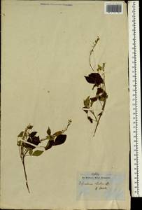 Desmodium ciliare (Willd.)DC., Зарубежная Азия (ASIA) (Индия)
