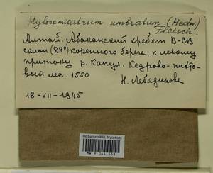 Hylocomiastrum umbratum (Hedw.) M. Fleisch. ex Broth., Гербарий мохообразных, Мхи - Красноярский край, Тыва и Хакасия (B17) (Россия)