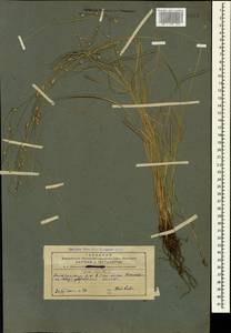 Осока расставленная, Осока раздвинутая L., Кавказ, Азербайджан (K6) (Азербайджан)