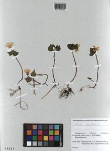 Фиалка одноцветковая L., Сибирь, Алтай и Саяны (S2) (Россия)