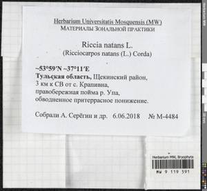 Ricciocarpos natans (L.) Corda, Гербарий мохообразных, Мхи - Центральное Нечерноземье (B6) (Россия)