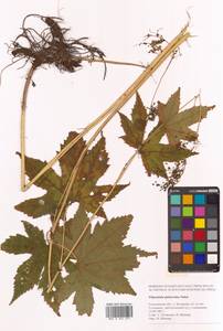 Таволга гладчайшая (Nakai) Nakai, Сибирь, Дальний Восток (S6) (Россия)