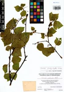 Betula pendula subsp. mandshurica (Regel) Ashburner & McAll., Сибирь, Прибайкалье и Забайкалье (S4) (Россия)