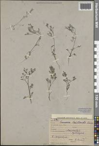 Дымянка Вайяна Loisel., Средняя Азия и Казахстан, Каракумы (M6) (Туркмения)