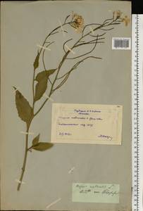 Вечерница обыкновенная L., Восточная Европа, Московская область и Москва (E4a) (Россия)