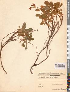 Рододендрон камчатский Pall., Сибирь, Чукотка и Камчатка (S7) (Россия)