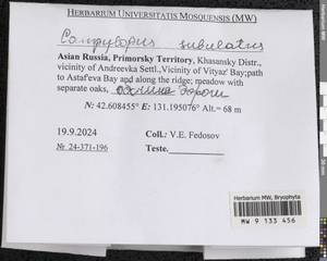 Campylopus subulatus Schimp. ex Milde, Гербарий мохообразных, Мхи - Дальний Восток (без Чукотки и Камчатки) (B20) (Россия)