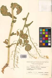 Брюква, Рапс L., Восточная Европа, Нижневолжский район (E9) (Россия)