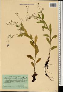 Myosotis dissitiflora Baker, Кавказ, Ставропольский край, Карачаево-Черкесия, Кабардино-Балкария (K1b) (Россия)