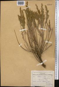 Artemisia herba-alba Asso, Средняя Азия и Казахстан, Западный Тянь-Шань и Каратау (M3) (Таджикистан)