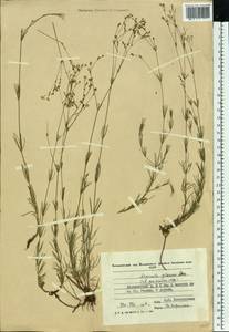 Подмаренник ксерофитный (Klokov) Pobed., Восточная Европа, Молдавия (E13a) (Молдавия)