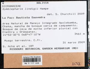 Brideliella lindigii (Hampe) Fedosov, M. Stech & Ignatov, Гербарий мохообразных, Мхи - Америка (BAm) (Боливия)