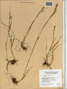 Тимофеевка альпийская L., Восточная Европа, Западно-Украинский район (E13) (Украина)