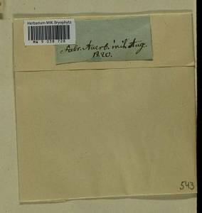 Eurhynchiastrum pulchellum (Hedw.) Ignatov & Huttunen, Гербарий мохообразных, Мхи - Центральное Нечерноземье (B6) (Россия)