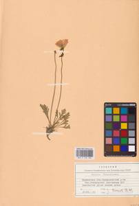 Oreomecon lapponica subsp. lapponica, Восточная Европа, Северный район (E1) (Россия)