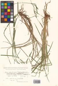 Осока придатконосная (Trautv. & C.A.Mey.) Kük., Сибирь, Дальний Восток (S6) (Россия)
