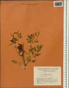 Corydalis pallida (Thunb.) Pers., Зарубежная Азия (ASIA) (КНДР)