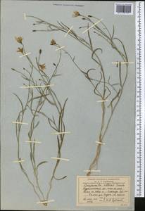 Campanula albertii Trautv., Средняя Азия и Казахстан, Западный Тянь-Шань и Каратау (M3) (Узбекистан)