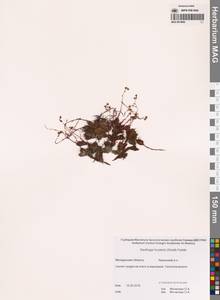 Камнеломка Фэнстона (Small) Hultén, Сибирь, Чукотка и Камчатка (S7) (Россия)