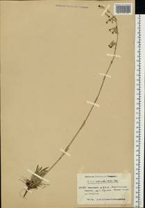 Смолевка зеленоцветковая (Willd.) Ehrh., Восточная Европа, Восточный район (E10) (Россия)
