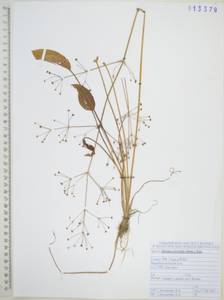 Частуха восточная (Sam.) Sam., Сибирь, Дальний Восток (S6) (Россия)