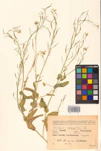 Brassica rapa subsp. sylvestris (L.) Janch., Восточная Европа, Средневолжский район (E8) (Россия)