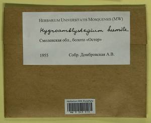 Hygroamblystegium humile (P. Beauv.) Vanderp., Hedenäs & Goffinet, Гербарий мохообразных, Мхи - Центральное Нечерноземье (B6) (Россия)