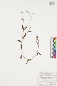 Незабудка рыхлая Lehm., Восточная Европа, Центральный район (E4) (Россия)