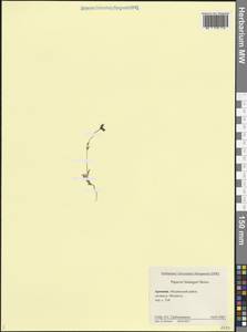 Roemeria minor (B.Boivin ex Bél.) Banfi, Bartolucci, J.-M.Tison & Galasso, Кавказ, Армения (K5) (Армения)