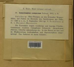 Anoectangium aestivum (Hedw.) Mitt., Гербарий мохообразных, Мхи - Западная Европа (BEu) (Австрия)