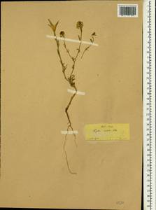 Nigella arvensis subsp. aristata (Sm.) Nyman, Зарубежная Азия (ASIA) (Турция)