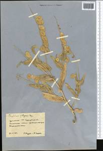 Бумагоплодник плоский (Bunge) Bunge, Средняя Азия и Казахстан, Каракумы (M6) (Туркмения)