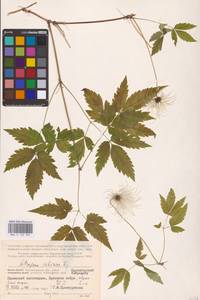 Княжик сибирский (L.) Mill., Восточная Европа, Северный район (E1) (Россия)