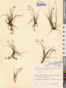 Осока магелланская орошенная (Wahlenb.) Hiitonen, Сибирь, Чукотка и Камчатка (S7) (Россия)