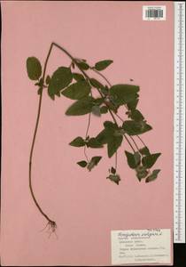 Пахучка обыкновенная L., Восточная Европа, Центральный район (E4) (Россия)