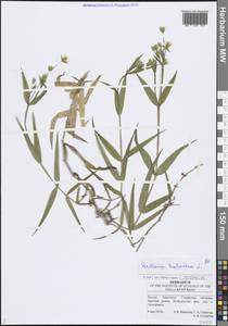 Rabelera holostea (L.) M.T.Sharples & E.A.Tripp, Восточная Европа, Средневолжский район (E8) (Россия)