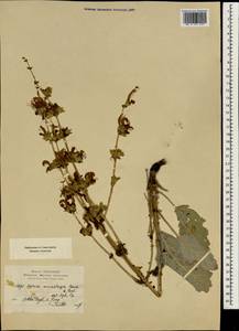 Salvia microstegia Boiss. & Balansa, Зарубежная Азия (ASIA) (Сирия)