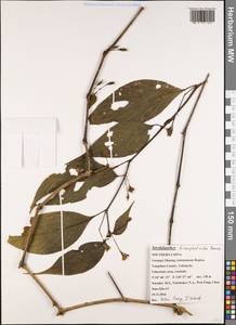 Strobilanthes pentstemonoides (Wall. ex Nees) T. Anderson, Зарубежная Азия (ASIA) (КНР)