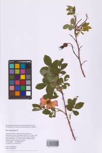 Шиповник майский Herrm., Восточная Европа, Московская область и Москва (E4a) (Россия)