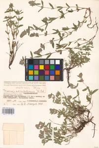 MHA 0 157 385, Thymus pannonicus All., Восточная Европа, Нижневолжский район (E9) (Россия)