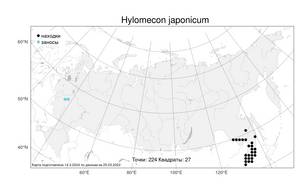 Hylomecon japonicum, Лесной мак японский (Thunb.) Prantl, Атлас флоры России (FLORUS) (Россия)