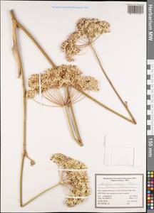 Leiotulus secacul (Mill.) Pimenov & Ostr., Зарубежная Азия (ASIA) (Иран)