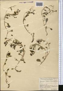 Askellia lactea (Lipsch.) W. A. Weber, Средняя Азия и Казахстан, Памир и Памиро-Алай (M2) (Киргизия)