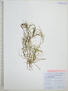 Рдест маньчжурский (A.Benn.) A.Benn., Сибирь, Дальний Восток (S6) (Россия)