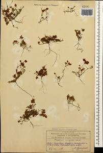 Клевер полевой, Клевер равнинный Schreb., Кавказ, Азербайджан (K6) (Азербайджан)